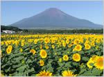 山中湖　花の都公園