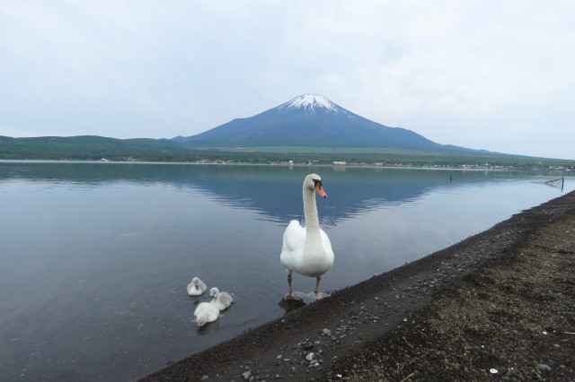 白鳥の雛が元気よく育っている