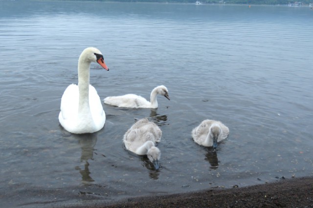 白鳥の雛が元気よく育っている