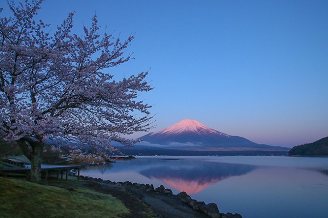  湖畔の桜が見頃